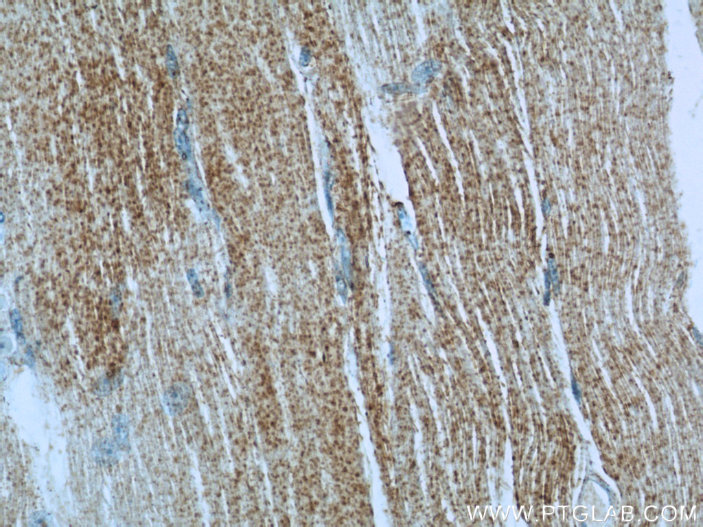 IRGQ Polyclonal antibody