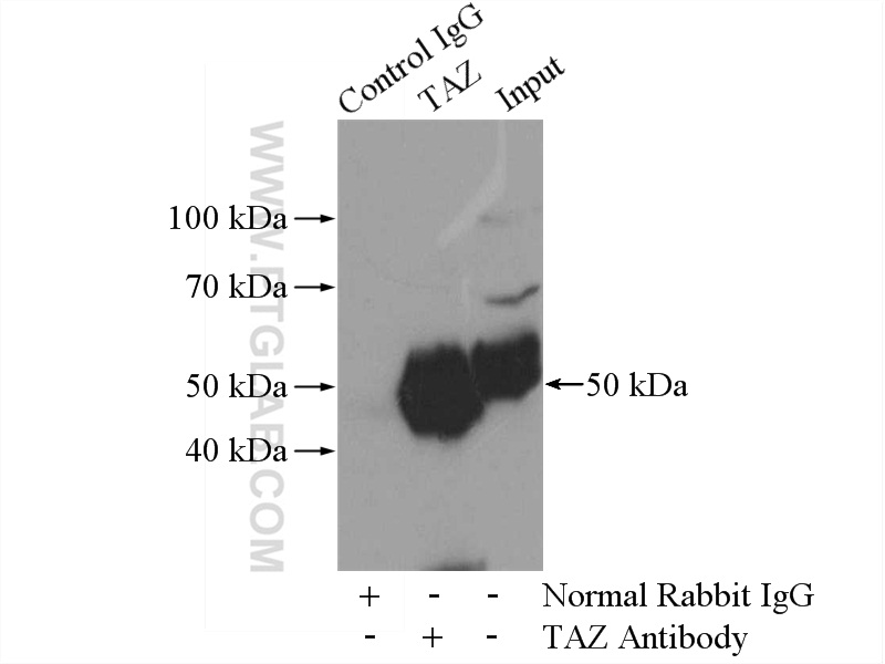 TAZ Polyclonal antibody