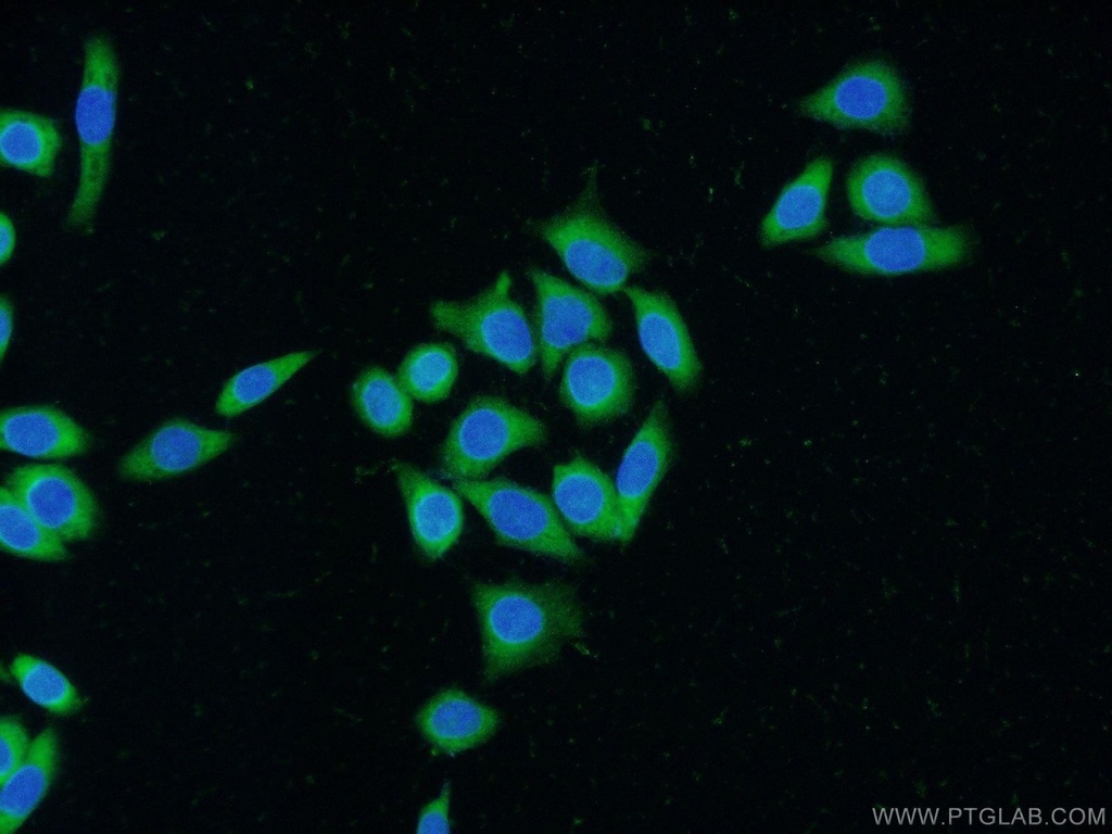 FKBPL Polyclonal antibody
