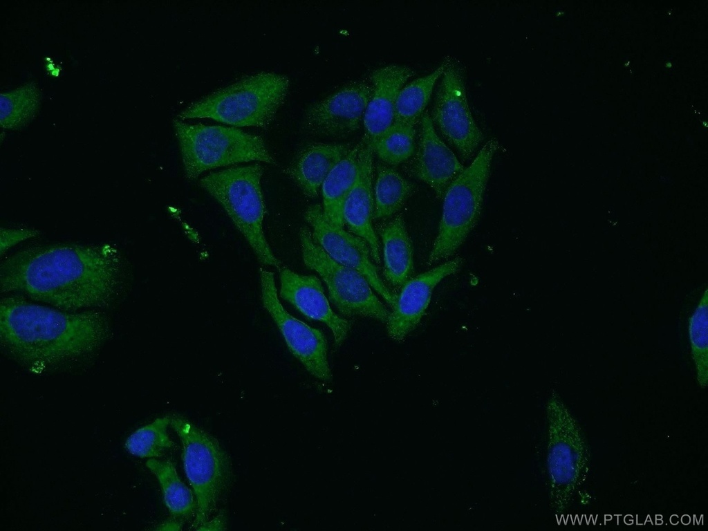 UBQLN3 Polyclonal antibody