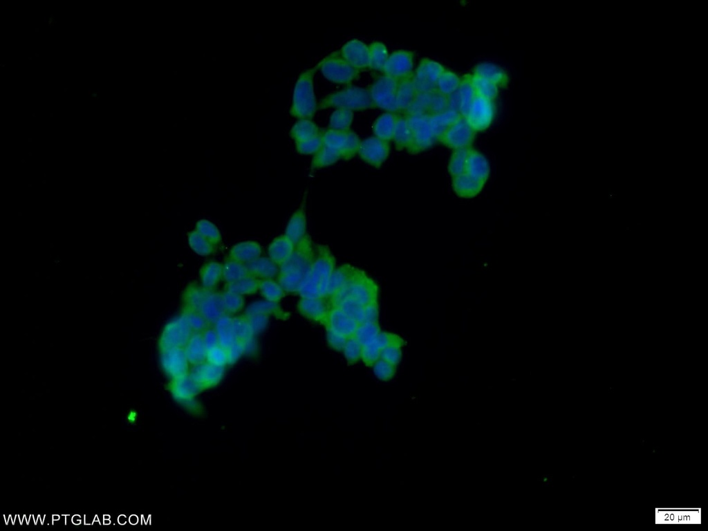 TUFT1 Polyclonal antibody