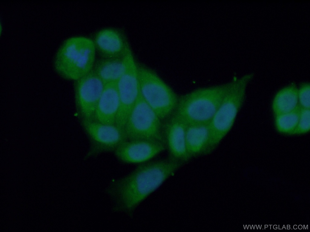 XIAP Polyclonal antibody