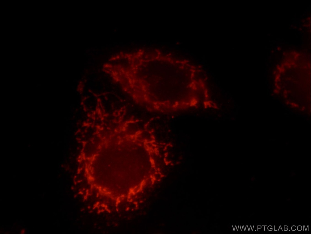 GRB10 Polyclonal antibody