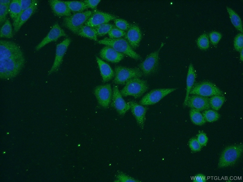 RPAP3 Polyclonal antibody