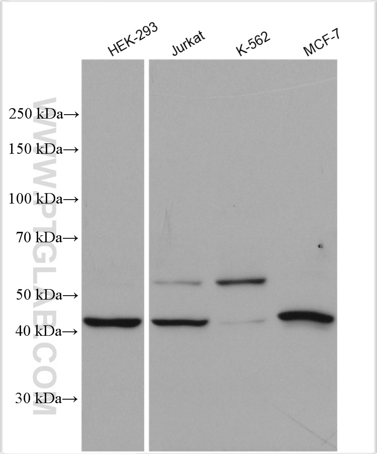 MON1A Polyclonal antibody