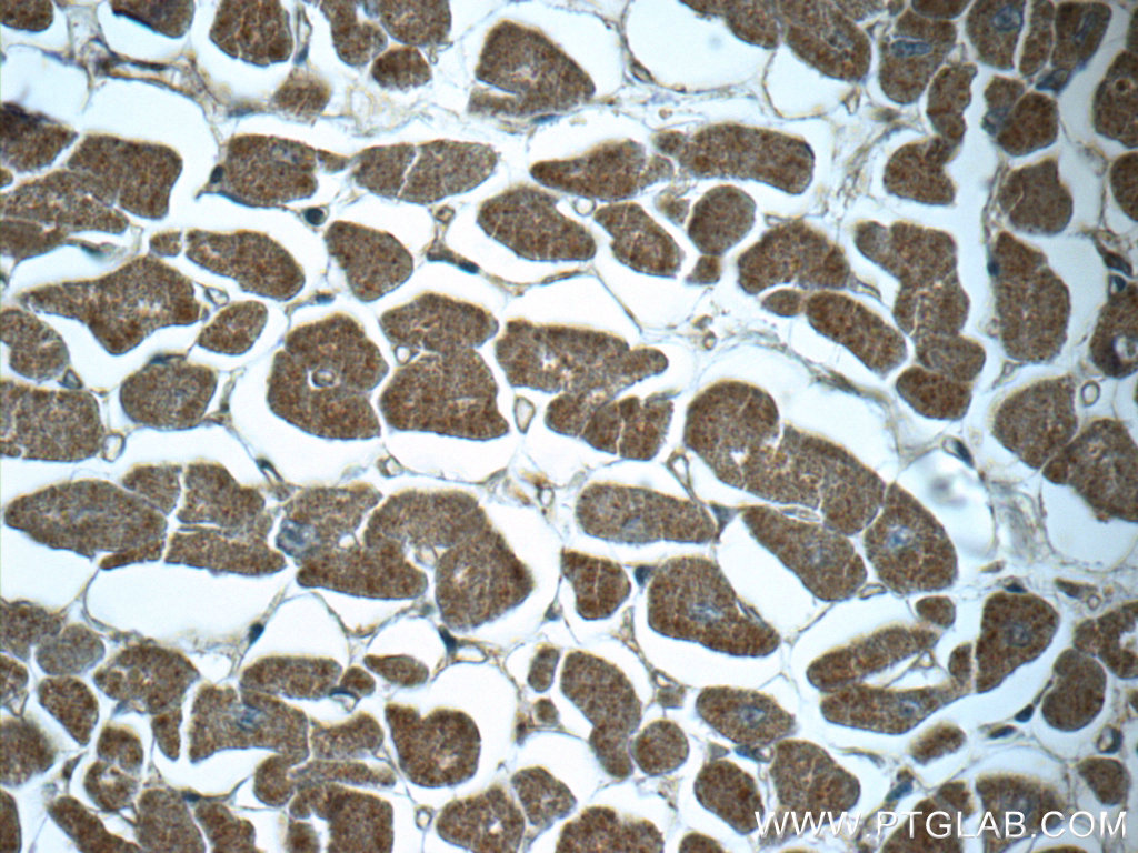 NDUFC1 Polyclonal antibody