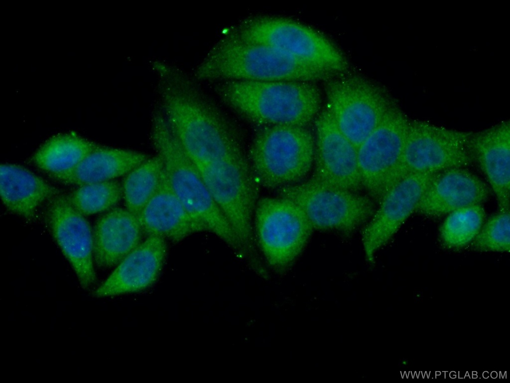 NARG1 Polyclonal antibody