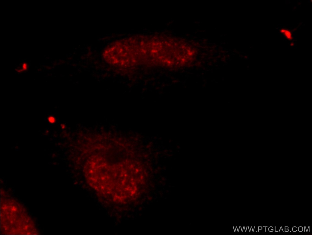 USP39 Polyclonal antibody