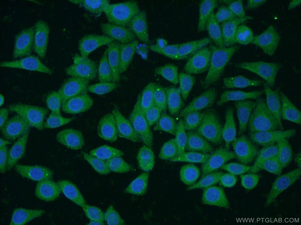 MRPL33 Polyclonal antibody