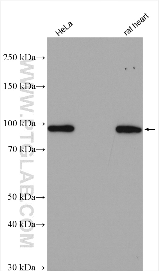 STRN3 Polyclonal antibody