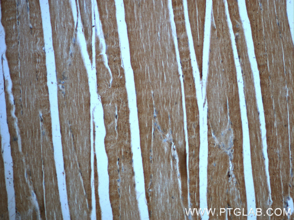 FNDC5 Polyclonal antibody