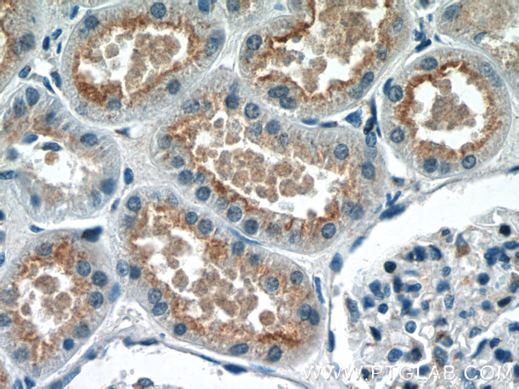 GPR108 Polyclonal antibody