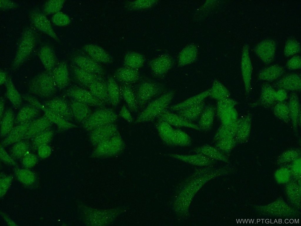 CXorf56 Polyclonal antibody