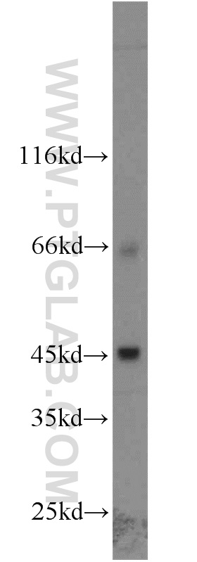 SLC36A4 Polyclonal antibody