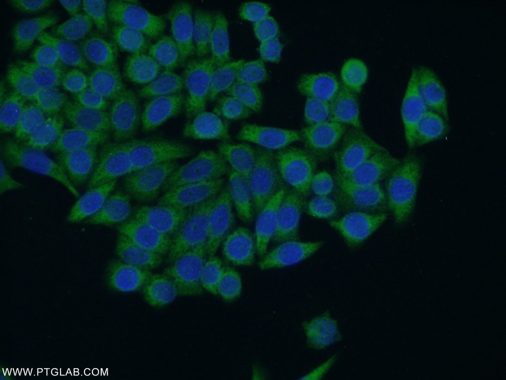 HACE1 Polyclonal antibody