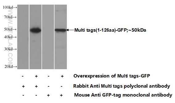 Multi tags Polyclonal antibody