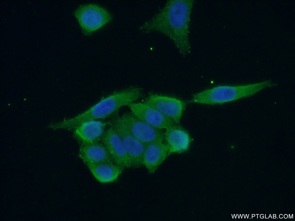 NEK2 Polyclonal antibody