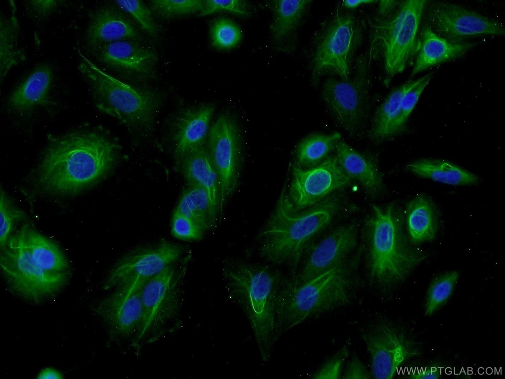 C2orf67 Polyclonal antibody