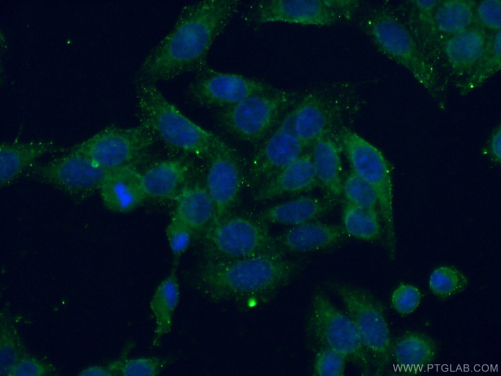 C7orf47 Polyclonal antibody