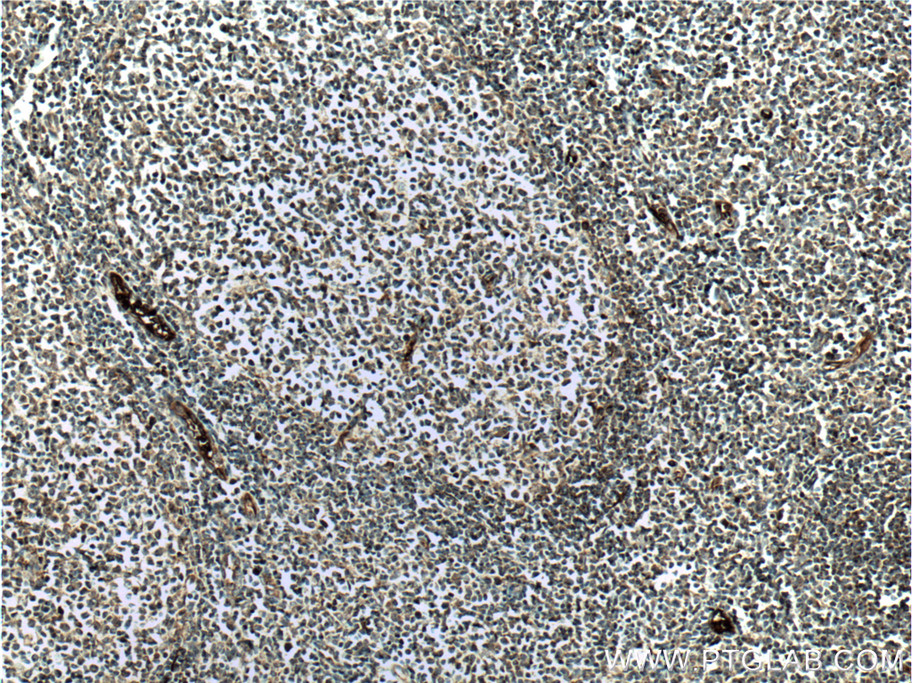 cIAP2 Polyclonal antibody