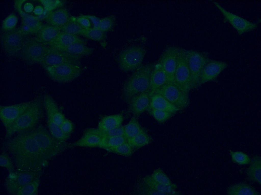 ATG16L2 Polyclonal antibody