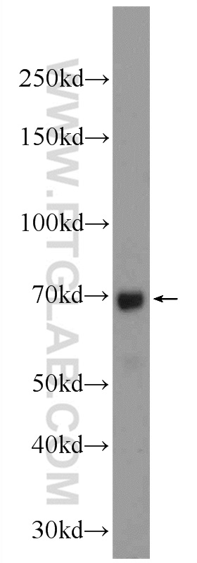 MSL1 Polyclonal antibody