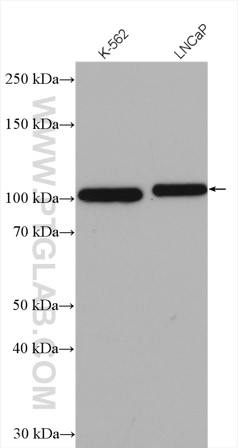 FAM62B Polyclonal antibody