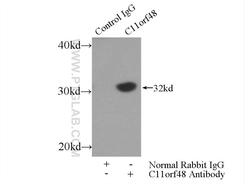 C11orf48 Polyclonal antibody