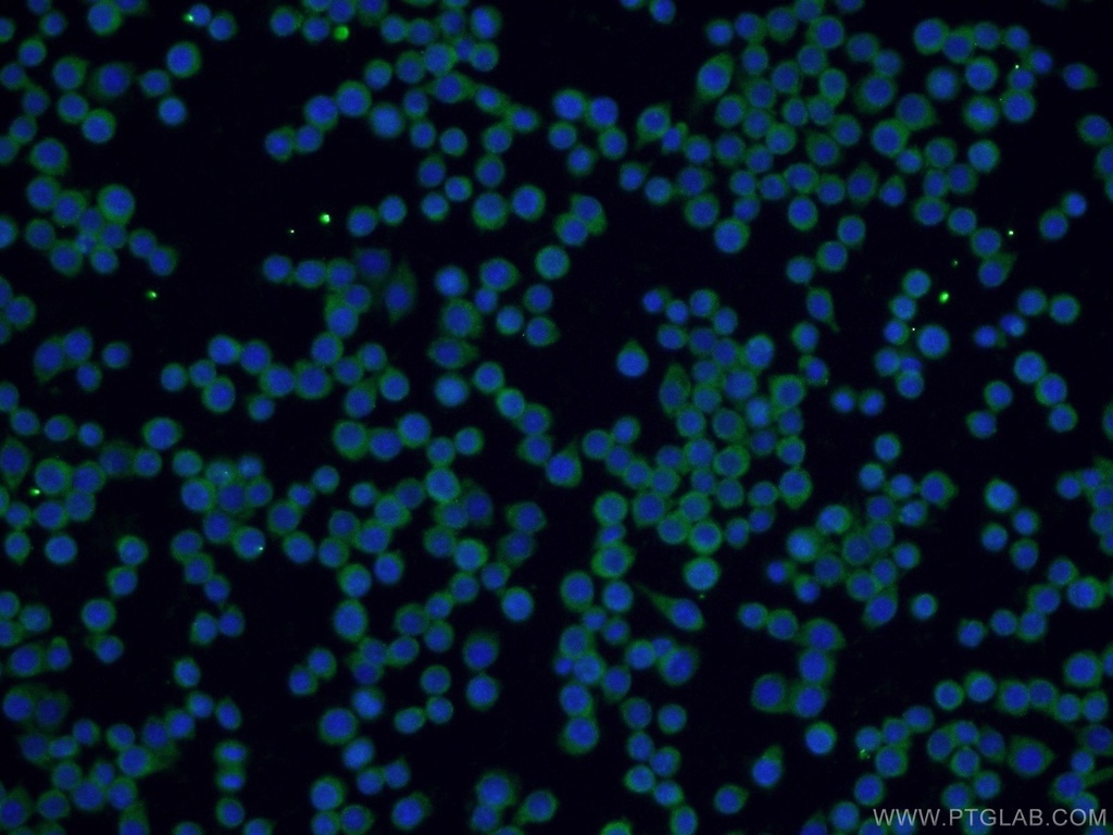 SPAG9 Polyclonal antibody