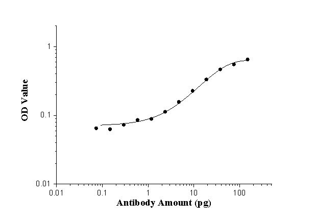 AP repeat Polyclonal antibody