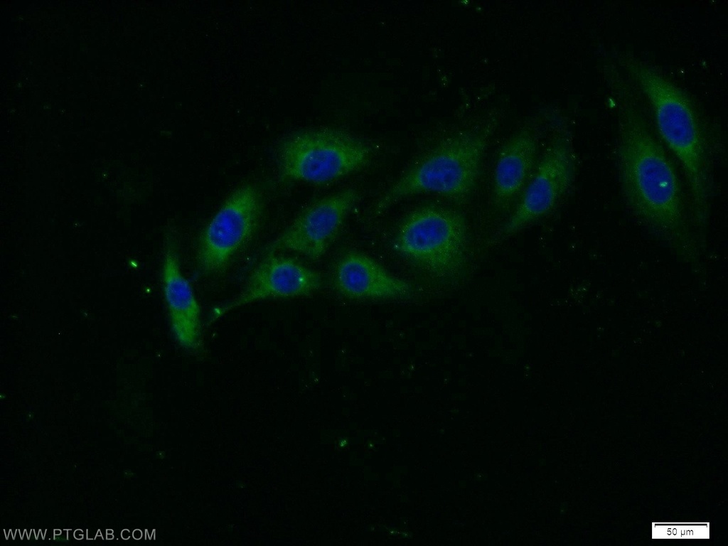 STXBP5 Polyclonal antibody