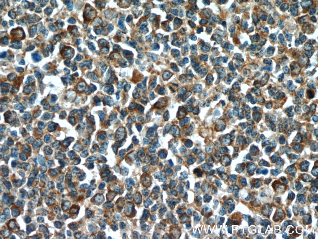 C15orf53 Polyclonal antibody