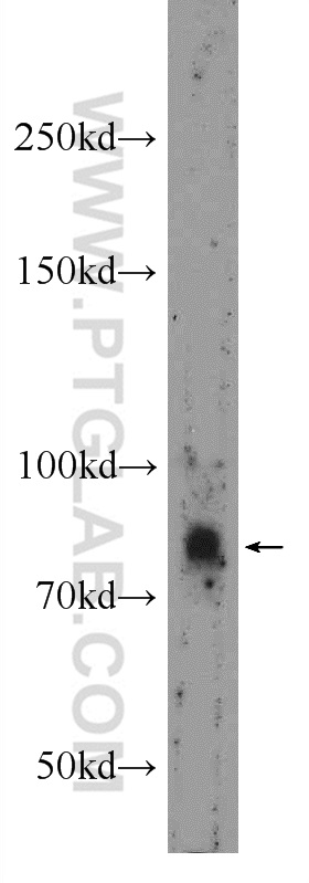 USP35 Polyclonal antibody