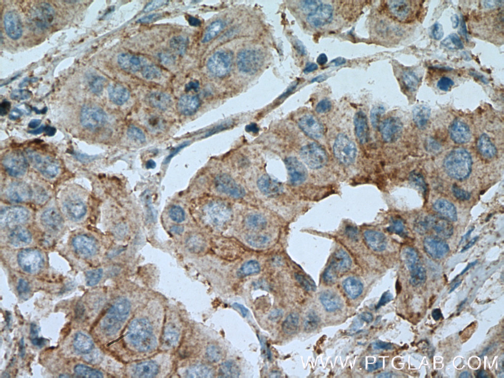 PAGE3 Polyclonal antibody