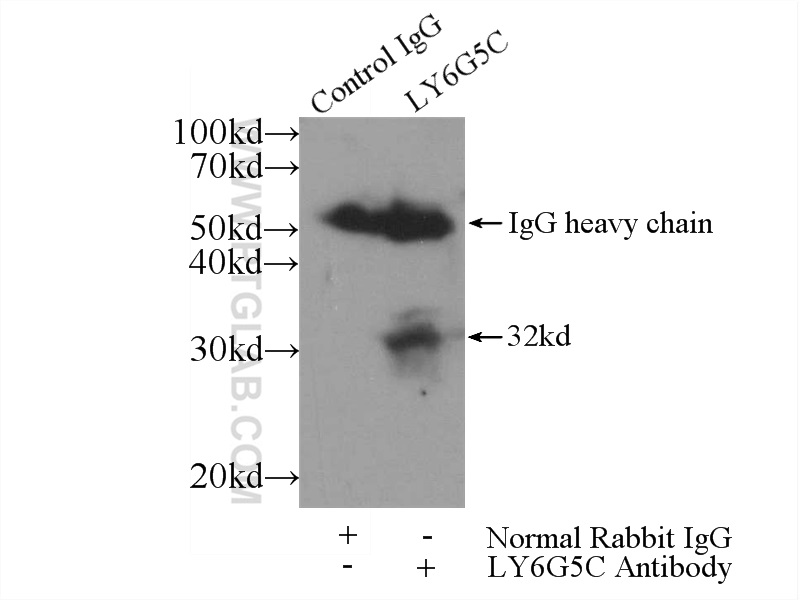 LY6G5C Polyclonal antibody