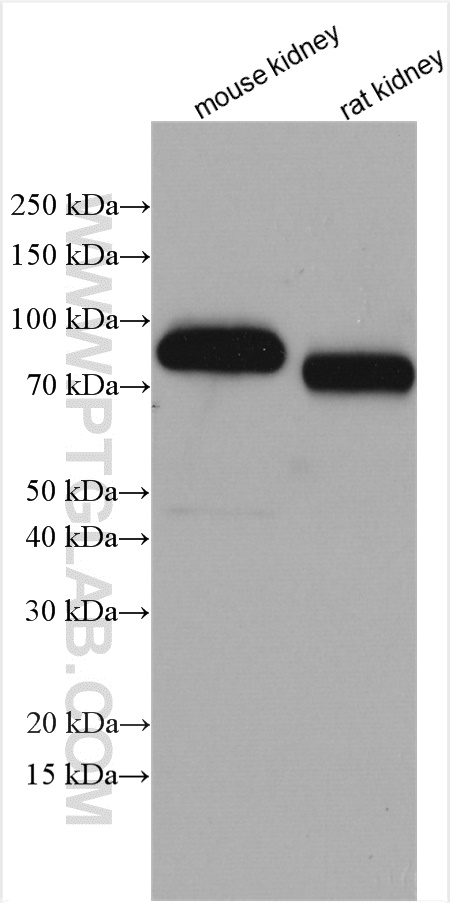 MEP1A Polyclonal antibody