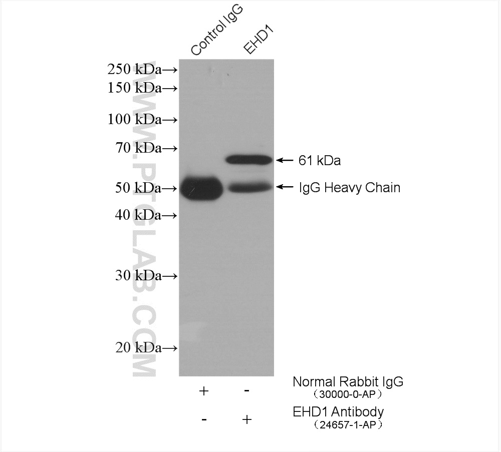 EHD1 Polyclonal antibody