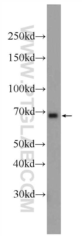 RBPJL Polyclonal antibody