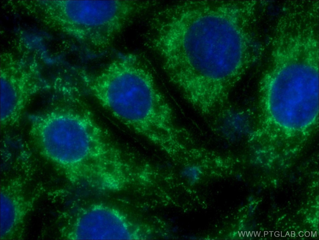 PVRL1 Polyclonal antibody