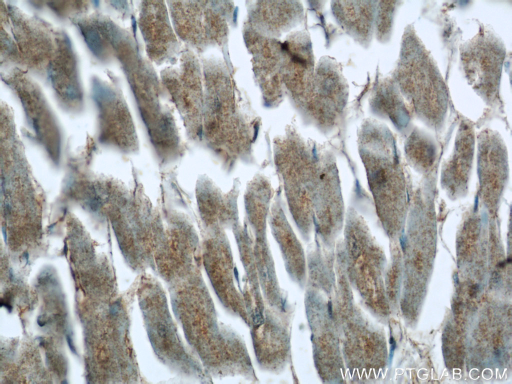 C14orf159 Polyclonal antibody