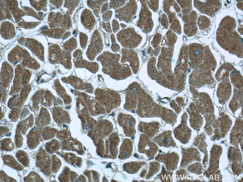 ILVBL Polyclonal antibody