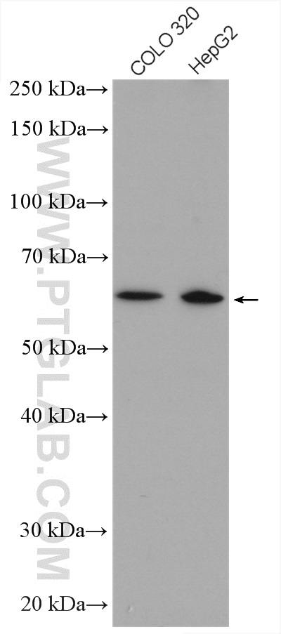 ZNF674 Polyclonal antibody