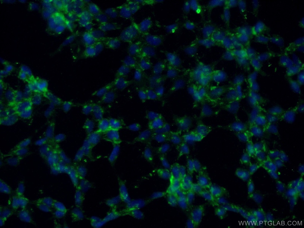 Caspase 2/p18 Polyclonal antibody