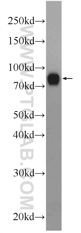 INTU Polyclonal antibody