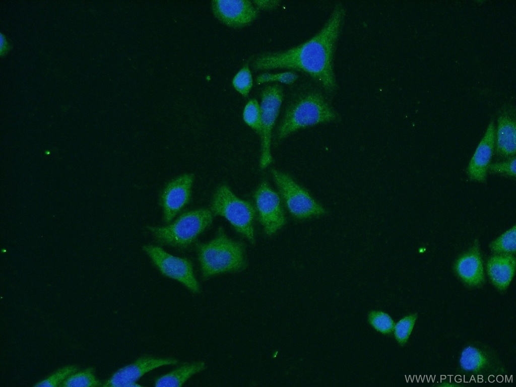 C6orf15 Polyclonal antibody