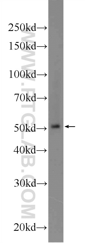 BTNL8 Polyclonal antibody