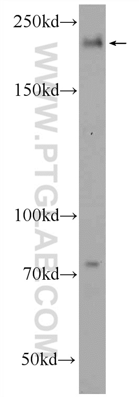 GCP6 Polyclonal antibody