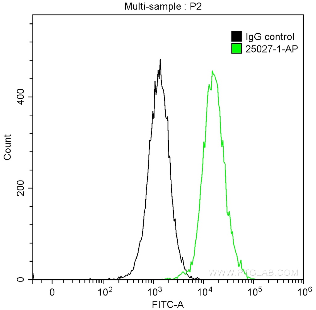 RELB Polyclonal antibody