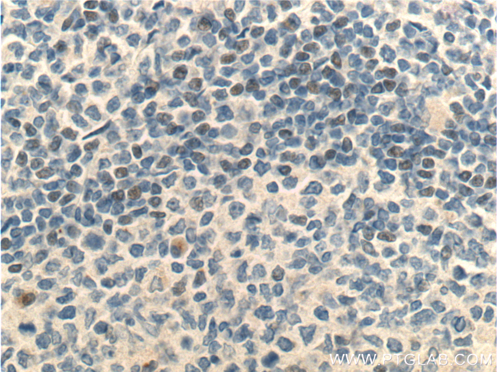 MSC Polyclonal antibody