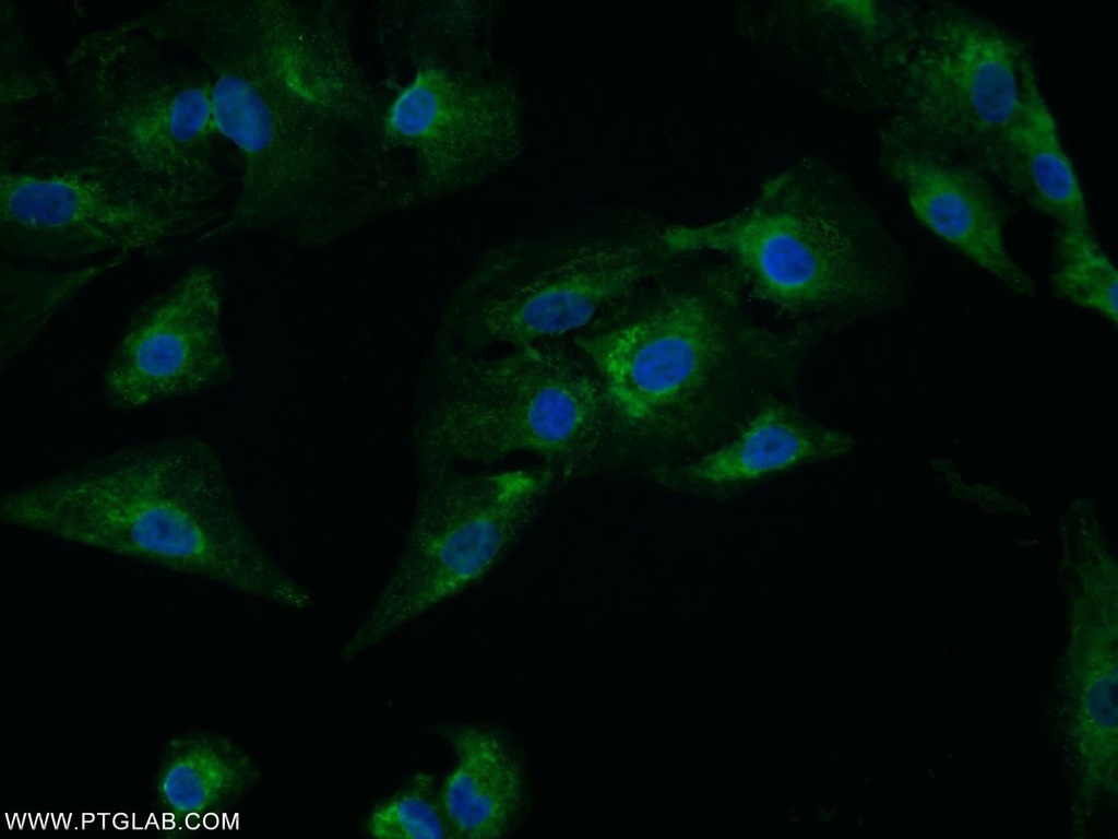 C4orf29 Polyclonal antibody